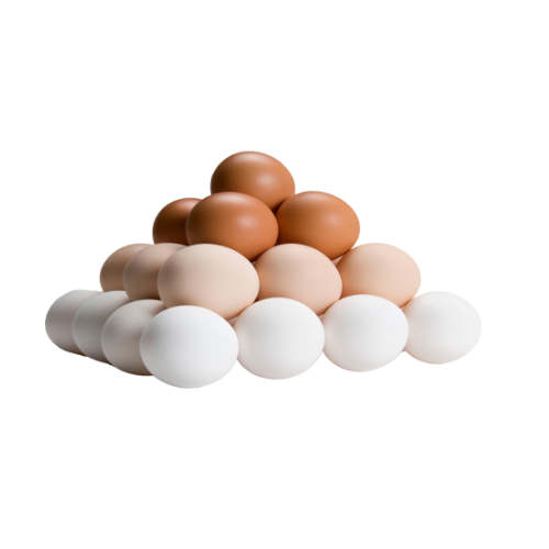 Pulcini