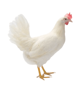 Hyline Gallina Bianca
